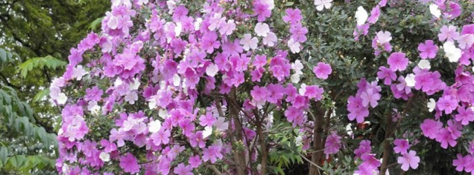 quaresmeira_rancho_queimado2