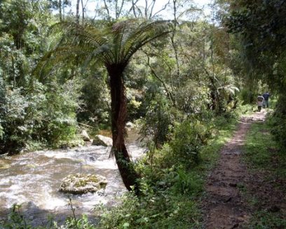 fresh-ripe-apricot-top-view-market