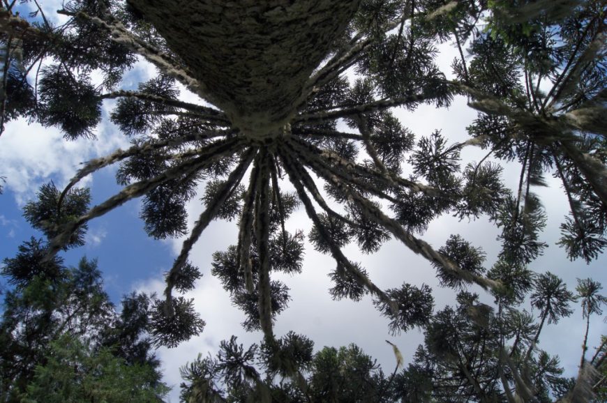 Araucária centenária no jardim do Museu Hercílio Luz