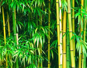 O bambu e suas histórias incríveis, por Simone Curi