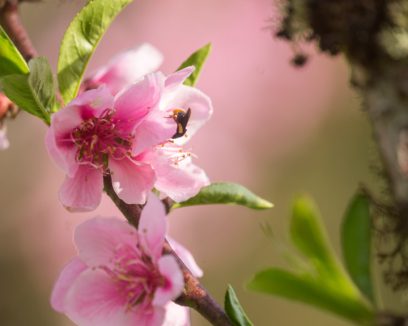 Taquaras – Vale das Flores
