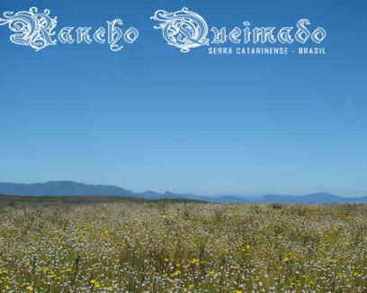 fresh-ripe-apricot-top-view-market