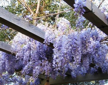 Rancho Queimado se colore: bem-vinda, primavera!