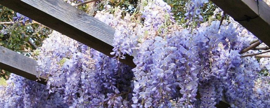 Rancho Queimado se colore: bem-vinda, primavera!