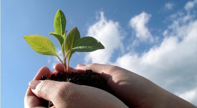 Mãos na terra! Vamos plantar – jardim é terapia