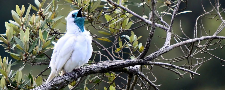 Araponga (Procnias nudicollis)