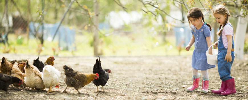 Crianças em contato com animais de fazenda Crianças em contato com animais de fazenda