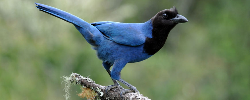 Gralha-azul (Cyanocorax caeruleus)