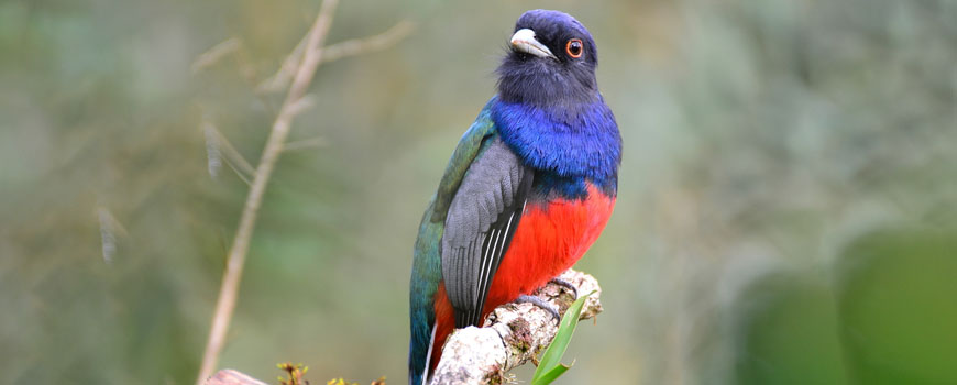 Surucuá-variado (Trogon surrucura)