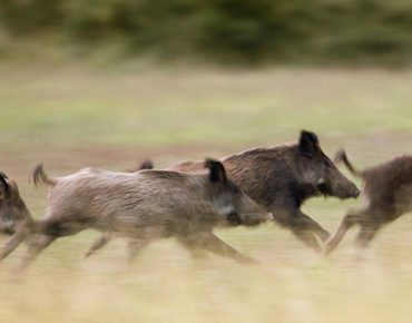 Crescem os Avistamentos de Javalis em Rancho Queimado e Região