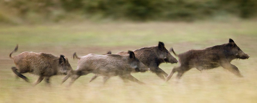 Crescem os Avistamentos de Javalis em Rancho Queimado e Região