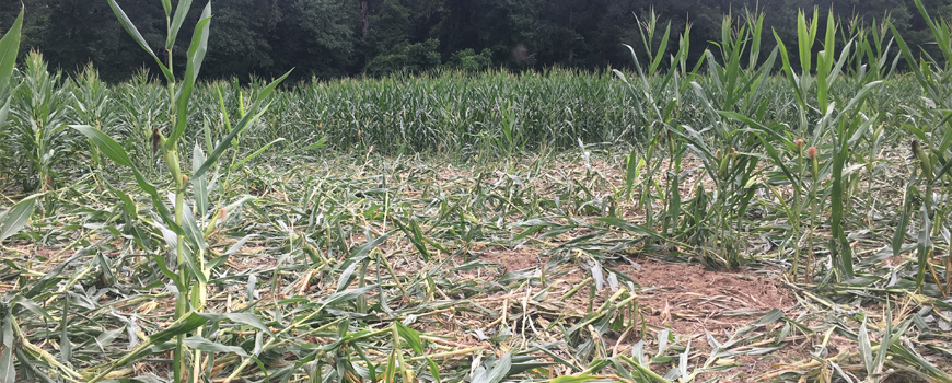 Plantação de milho devastada pelos javalis